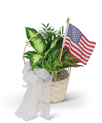 Patriotic Planter Plant