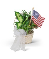 Patriotic Planter Plant