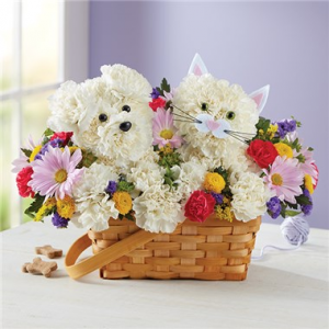 Pawsome Pals in Arlington, TX | Erinn's Creations Florist Pawsome Pals in Arlington, TX | Erinn's Creations Florist