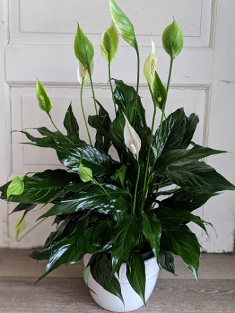 Peace and Comfort Plant