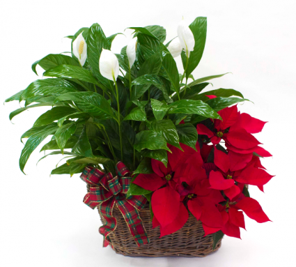 Peace and Poinsettia double basket Christmas Arrangement