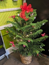 Peace & Joy Norfolk Pine Tree Christmas