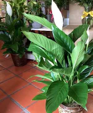 Peace lili Funeral