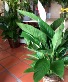 Purchase this funeral home arrangement
