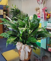 Peace lilies Sympathy