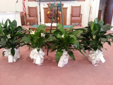Peace Lilies  in North, SC | Elegant Creations Flowers Events & More