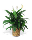 PEACE LILY  PLANT