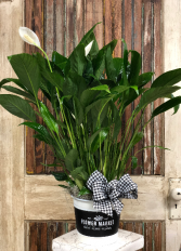 Peace Lilly
