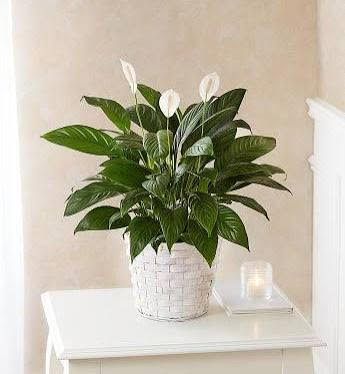 PEACE LILLY