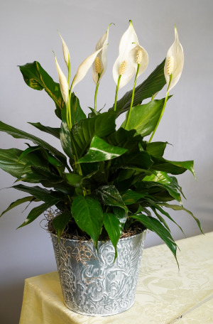 Peace Lilly 