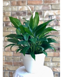 Peace Lilly Single Plant Resin Container