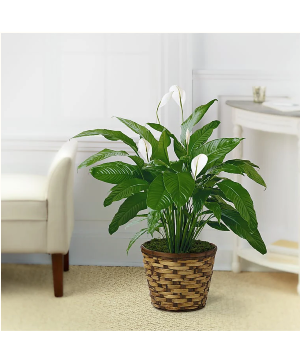 Peace Lilly Blooming Plant