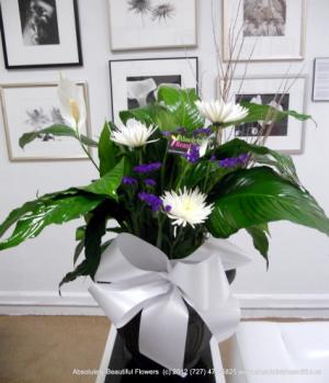 Peace Lily from Absolutely Beautiful Flowers Potted Plant PEACE LILY WITH FRESH CUT in Saint Petersburg, FL | ABSOLUTELY BEAUTIFUL FLOWERS Peace Lily from Absolutely Beautiful Flowers Potted Plant PEACE LILY WITH FRESH CUT in Saint Petersburg, FL | ABSOLUTELY BEAUTIFUL FLOWERS