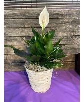 Peace Lilly In Basket Live Plant