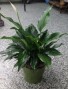 Peaceful Creation Peace Lily Plant 