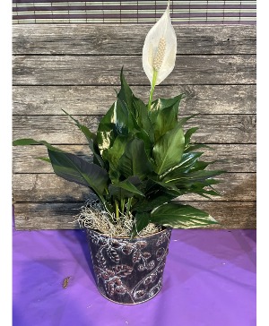 Peace Lilly In Decorative Metal Container Live Plant