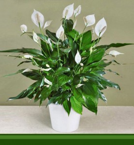 Peace Lilly Plant in Brentwood Bay, BC | PETALS N BUDS BRENTWOOD BAY FLORIST Peace Lilly Plant in Brentwood Bay, BC | PETALS N BUDS BRENTWOOD BAY FLORIST