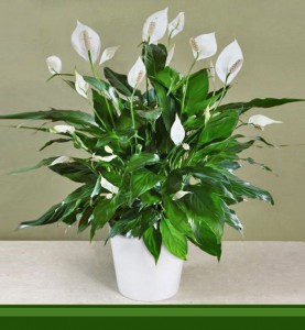 Peace Lilly Plant