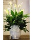 Peace Lily Plant 