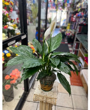 Peace Lilly plant  