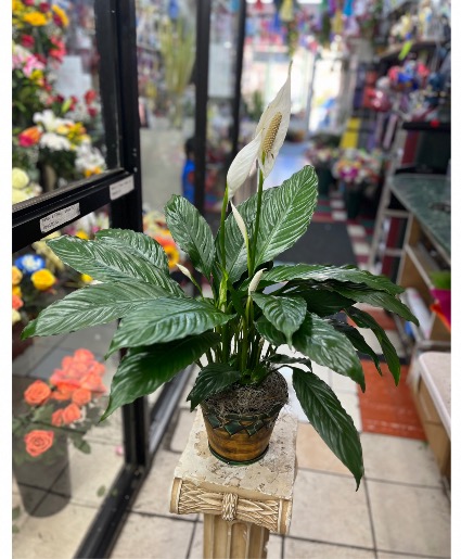Peace Lilly plant  
