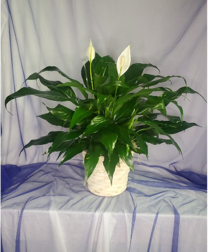 Peace Lilly Plant 