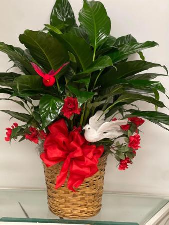 Peace Lilly with addition  Casual dressed Peace Lilly (spathiphyllum)