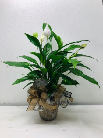 Peace Lily Green Plant