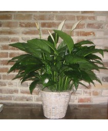 8inch Peace Lily - Spathiphyllum Foliage Plants