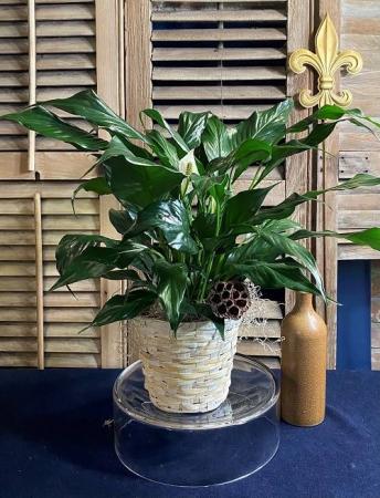Peace Lily - Spathiphyllum Foliage Plants