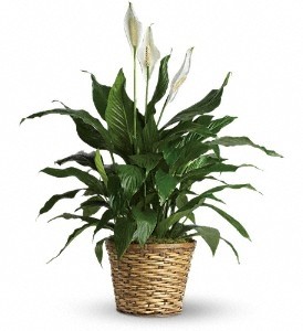 Peace Lily (Spathiphyllum)--Medium $55.95, $65.95, $70.95 in Universal City, TX | BLOOMINGTONS FLOWER SHOP