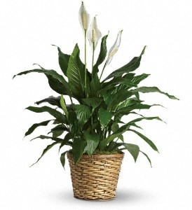 Peace Lily (Spathiphyllum)--Medium $55.95, $65.95, $70.95