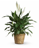 Peace Lily 10