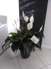 Peace Lily Plant 10