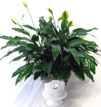 PEACE LILY  