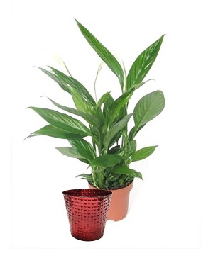 Peace Instant Gift 4" Decorative Potted Plant