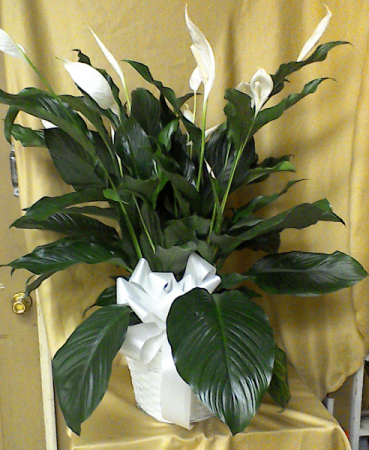 Peace Lily