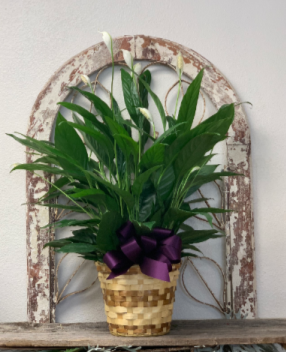 Peace Lily