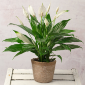 Peace Lily  