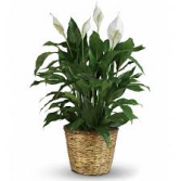 Peace Lily- Medium 