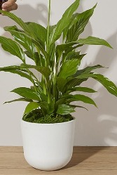 Peace Lily - 6 inch  