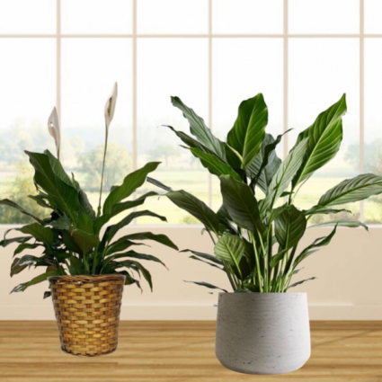 Peace Lily