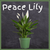 Peace Lily--6