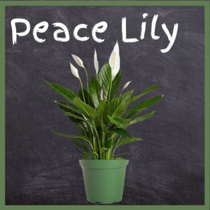 Peace Lily--6