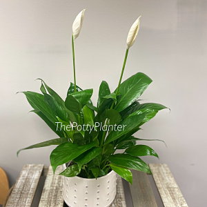 Peace lily  
