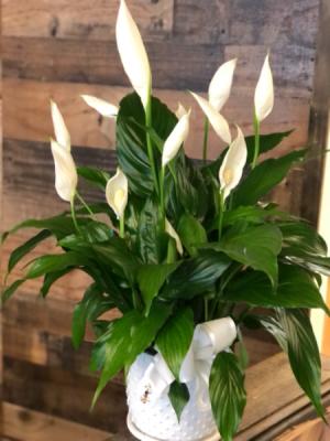 Peace lily 