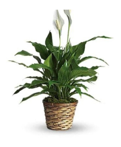 Peace Lily
