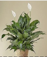 Peace Lily 