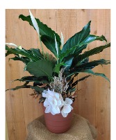 Peace Lily  