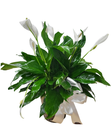 Peace Lily  in Laurel, MD | Lea's Flower Shop